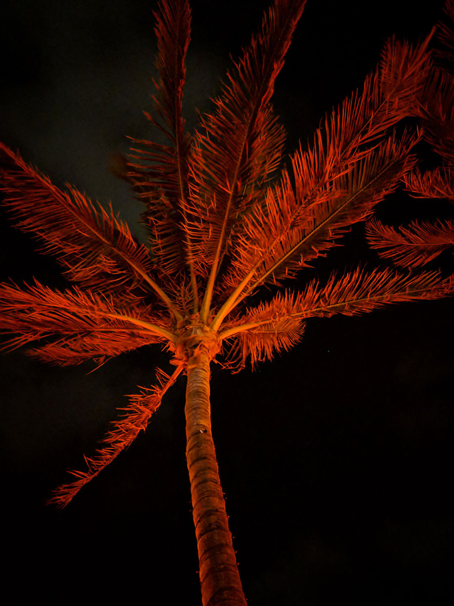 Palm at Night | Pixel 2XL
